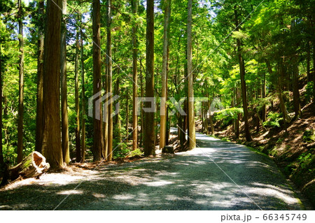 奈良奥山ドライブウエイ 若草山原始林３７の写真素材