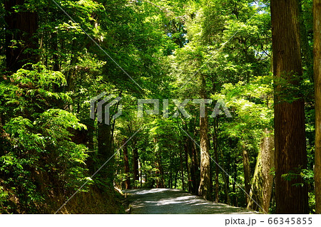 奈良奥山ドライブウエイ 若草山原始林３９の写真素材