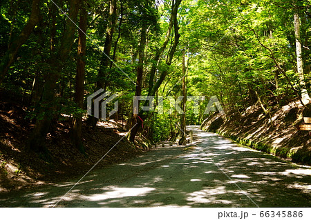 奈良奥山ドライブウエイ・若草山原始林51 奈良奥山ドライブウエイ・若草山原始林51 66345886