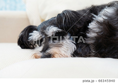 how much sleep does a miniature schnauzer need