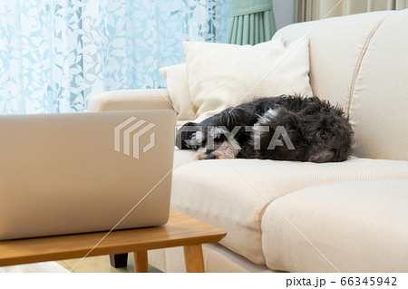 ソファーで寝るミニチュアシュナウザー 66345942