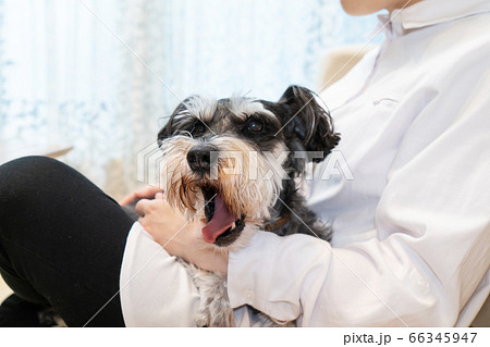 ミニチュアシュナウザーを抱っこする女性 66345947