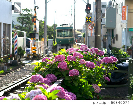 江ノ電と紫陽花 江ノ電と紫陽花 66346074