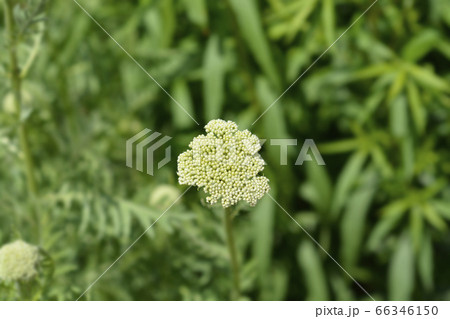 Gold plate yarrow 66346150
