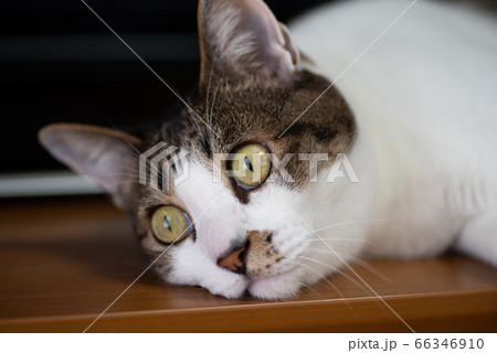 かわいい猫　キジトラ猫　キジトラ白 66346910