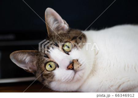 かわいい猫　キジトラ猫　キジトラ白 66346912