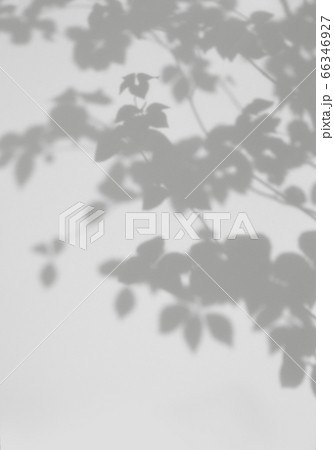 リアルな樹木の影を ホワイトボードに写しました のイラスト素材