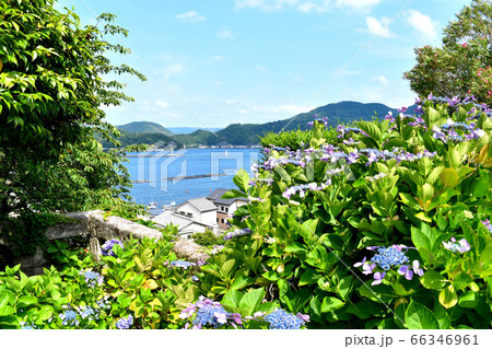 静岡県沼津市静浦の紫陽花 66346961