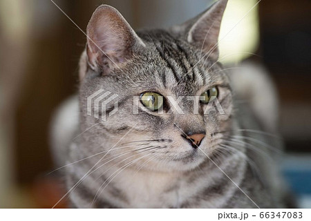見つめるネコ サバトラ猫 見つめるネコ サバトラ猫 66347083