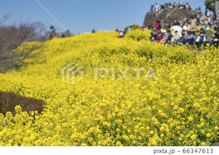 神奈川県二宮町 吾妻山公園 春の菜の花畑の写真素材