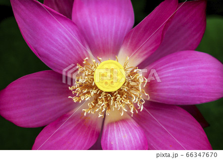 風景 花 自然 66347670