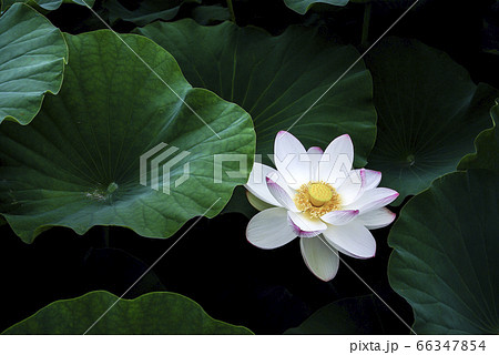 風景 花 自然 66347854