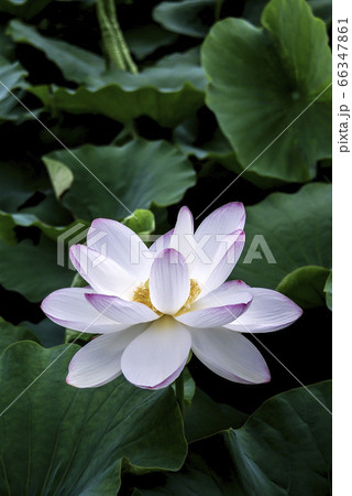 花 植物 蓮 66347861