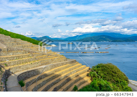 遊子水荷浦の段畑の風景 遊子水荷浦の段畑の風景 66347943