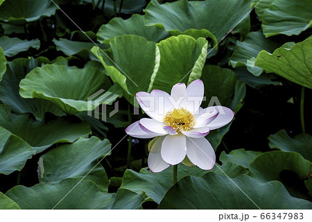 花 植物 蓮 66347983
