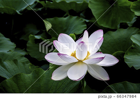 風景 花 自然 66347984