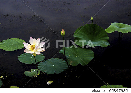 風景 花 自然 66347986