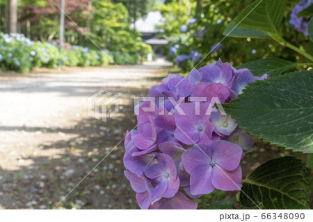 日本寺 薄紫色のアジサイ 日本寺 薄紫色のアジサイ 66348090