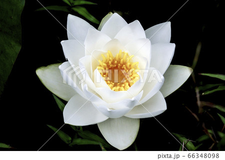 風景 花 自然 66348098