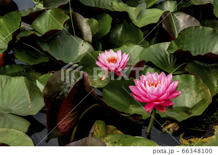 風景 花 自然 66348100