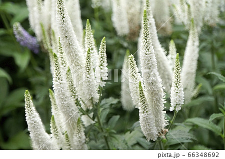 ベロニカの白い花の写真素材