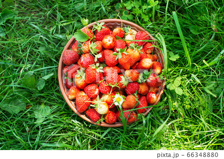 Strawberry in plate closeup 66348880