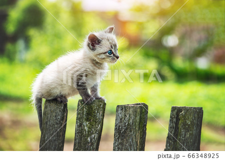 Small kitten cat with blue ayes on wooden fence 66348925