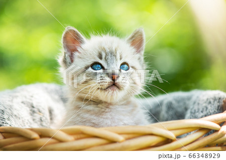 Small kitten with blue ayes in basket Small kitten with blue ayes in basket 66348929