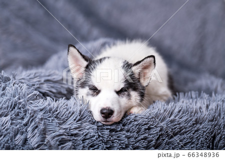 A small white dog puppy breed siberian husky A small white dog puppy breed siberian husky 66348936