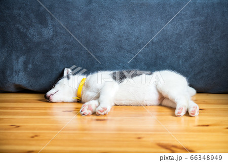 A small white dog puppy breed siberian husky A small white dog puppy breed siberian husky 66348949