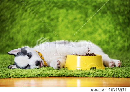 A small white dog puppy breed siberian husky 66348951