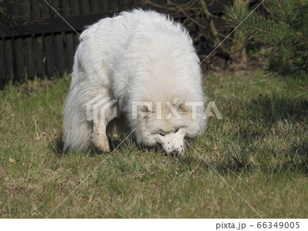 young Samoyed dog with white fluffy coat digging and sniffing at green grass garden. Cute happy Russian Bjelkier dog is a breed of large herding dogs. 66349005