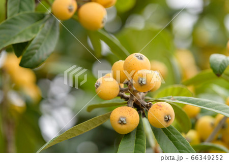 熟れ始めた枇杷の実 66349252