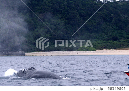 沖縄県座間味島 クジラと船と島 沖縄県座間味島 クジラと船と島 66349895