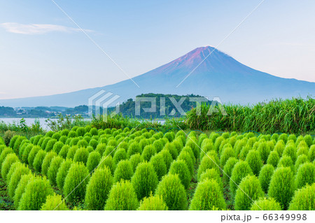 (山梨県)大石公園の緑のコキア、富士山 (山梨県)大石公園の緑のコキア、富士山 66349998