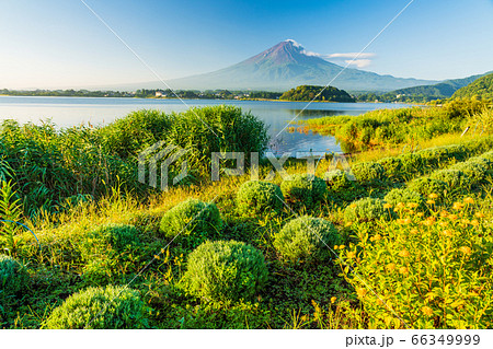 （山梨県）大石公園の緑のコキア、富士山 66349999