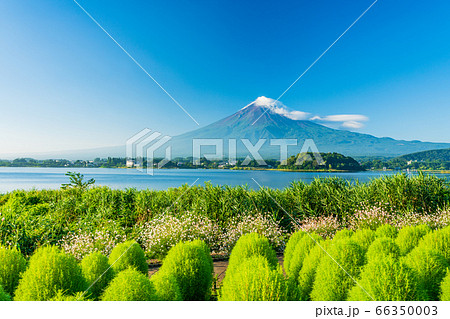 山梨県 大石公園の緑のコキア 富士山の写真素材