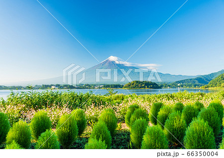 （山梨県）大石公園の緑のコキア、富士山 66350004