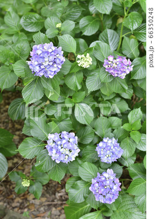 アジサイ アジサイ 66350248
