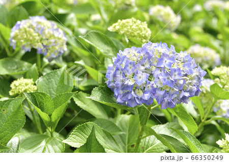 アジサイ 66350249