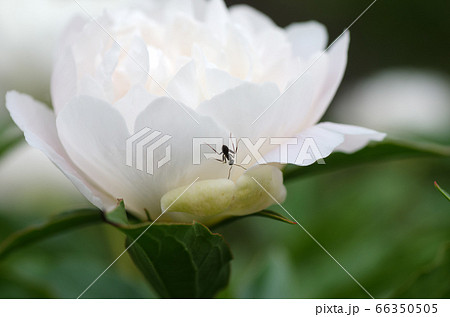 ハートの花びらが満開の芍薬 シャクヤク の花の写真素材