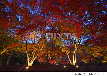 月の石もみじ公園 66350603