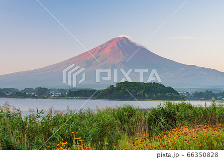 (山梨県)大石公園、富士山、夏の朝 (山梨県)大石公園、富士山、夏の朝 66350828