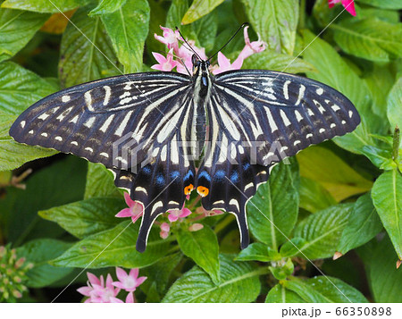 アゲハチョウ 66350898