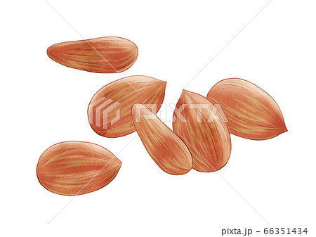 アーモンドのイラスト素材
