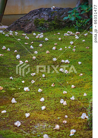 沙羅双樹　東林院② 66351477