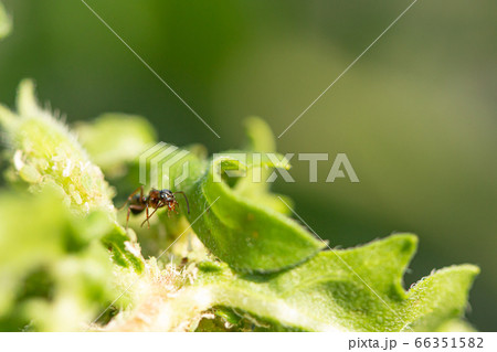 葉っぱの上でアブラムシから甘露をもらおうとする黒いアリの写真素材