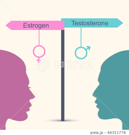 Estrogen and testosterone concept 66351778