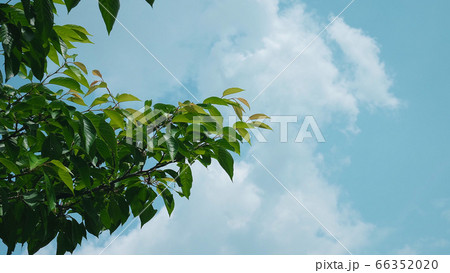 夏の空に草木 66352020