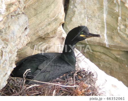 European Shag, Phalacrocorax aristotelis, on the European Shag, Phalacrocorax aristotelis, on the 66352061